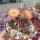 Rebutia orurensis