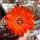 Rebutia patericalyx v. odontopetala FR 757