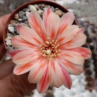 Rebutia setifera WR 333b