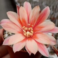 Rebutia setifera WR 333b