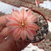 Rebutia setifera WR 333b