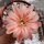 Rebutia setifera WR 333b