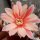 Rebutia setifera WR 333b