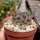 Rebutia setifera WR 333b