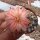 Rebutia setifera WR 333b