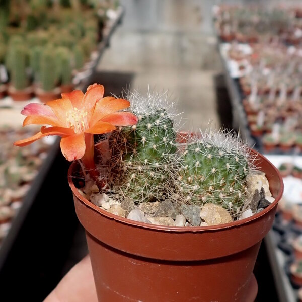 Rebutia pendulina L 416