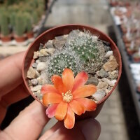 Rebutia pendulina L 416
