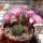 Rebutia perplexa