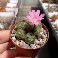 Rebutia perplexa L 329a