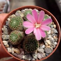 Rebutia perplexa L 329a