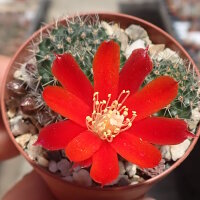 Rebutia pseudominuscula WR 011
