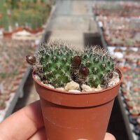Rebutia pseudominuscula WR 011