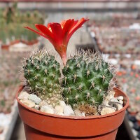 Rebutia pseudominuscula WR 011