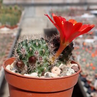 Rebutia pseudominuscula WR 011