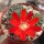 Rebutia pseudominuscula WR 011