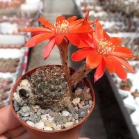 Rebutia pseudoritteri WK 340