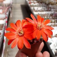 Rebutia pseudoritteri WK 340