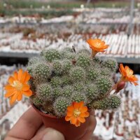 Rebutia pulvinosa