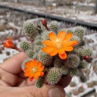 Rebutia pulvinosa