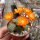 Rebutia pulvinosa