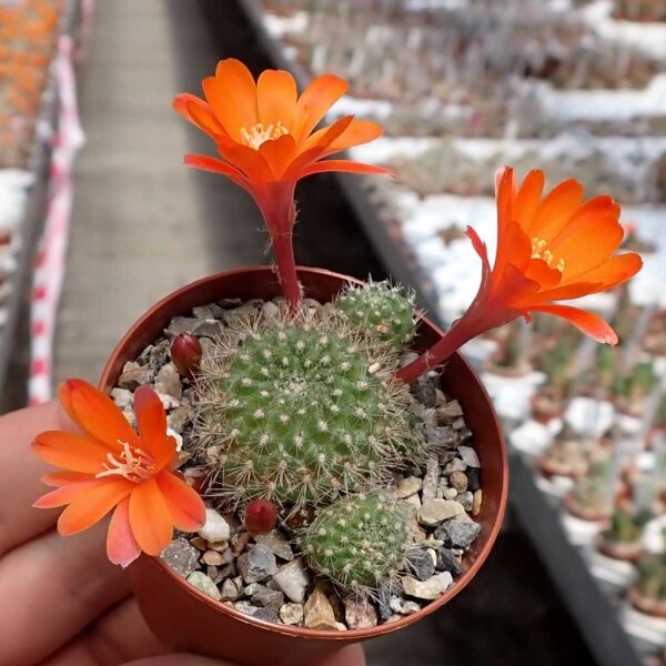 Rebutia pumila n.n. L 351