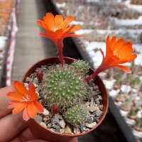 Rebutia pumila n.n. L 351