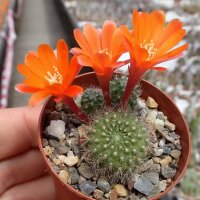 Rebutia pumila n.n. L 351