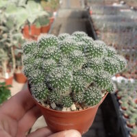 Rebutia pumila n.n. L 351