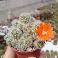 Rebutia pumila n.n. L 351