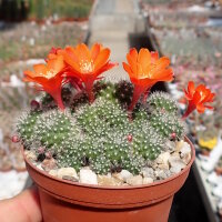Rebutia pumila n.n. L 351