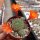 Rebutia pumila n.n. L 351