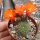 Rebutia pumila n.n. L 351