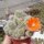 Rebutia pumila n.n. L 351