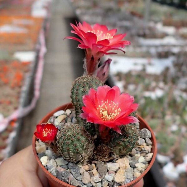 Rebutia pygmaea v. iscayachensis KK 1984