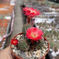 Rebutia pygmaea v. iscayachensis KK 1984