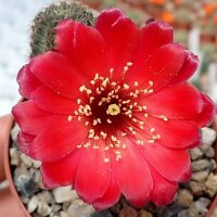 Rebutia pygmaea v. iscayachensis KK 1984