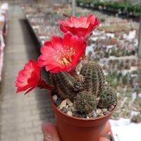 Rebutia pygmaea v. iscayachensis KK 1984