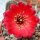 Rebutia pygmaea v. iscayachensis KK 1984