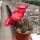 Rebutia pygmaea v. iscayachensis KK 1984