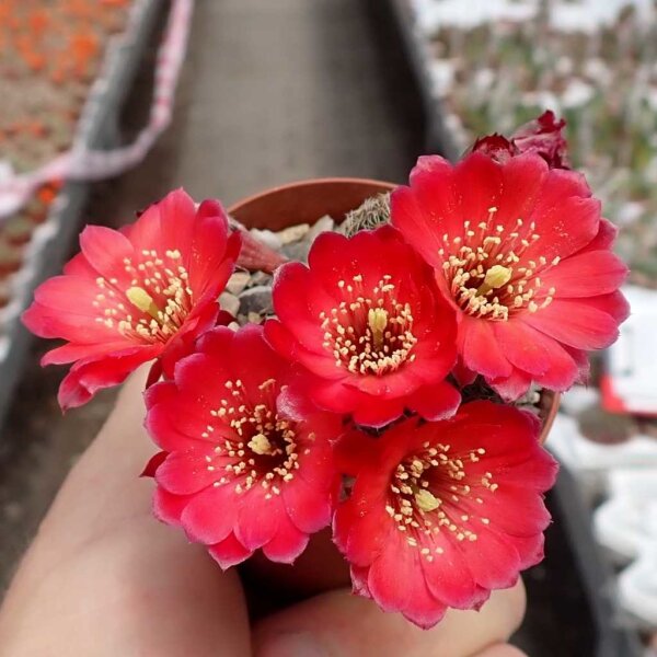 Rebutia pygmaea v. iscayachensis WK 841