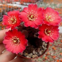 Rebutia pygmaea v. iscayachensis WK 841