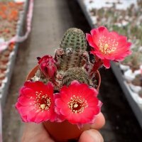 Rebutia pygmaea v. iscayachensis WK 841