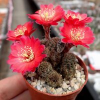 Rebutia pygmaea v. iscayachensis WK 841
