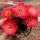 Rebutia pygmaea v. iscayachensis WK 841