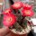 Rebutia pygmaea v. iscayachensis WK 841