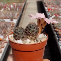 Rebutia pygmaea v. violascens WK 874