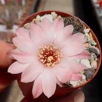 Rebutia pygmaea v. violascens WK 874