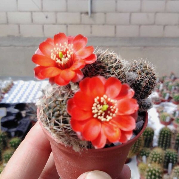 Rebutia raulii v. WR 493