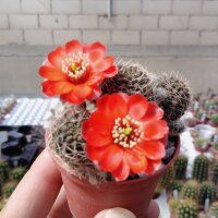Rebutia raulii v. WR 493