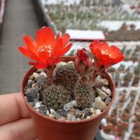 Rebutia raulii v. WR 493
